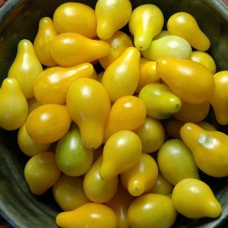 Pomidor Yellow Pearshaped - wysoki żółty