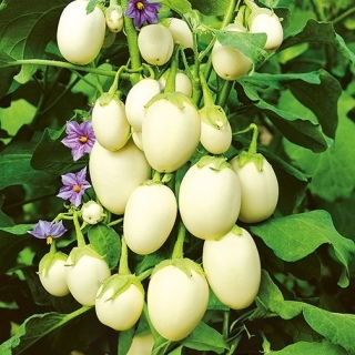 Oberżynka Golden Eggs