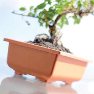 Doniczka do bonsai Dbon - 20 x 14 cm - terakota