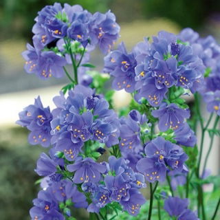 Wielosił błękitny - niebieski