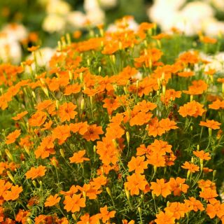 Aksamitka Orange Gem - wąskolistna, pomarańczowa