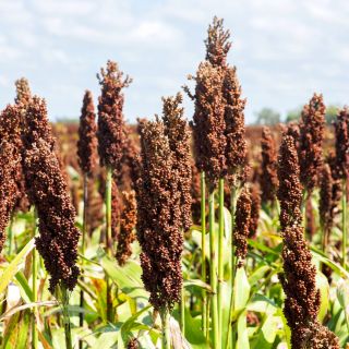 Sorgo czarne