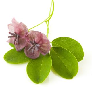 Akebia trójlistkowa