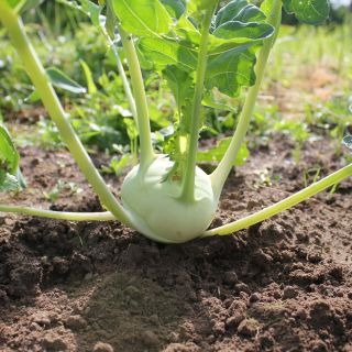 Kalarepa Delikatess weisser - biała