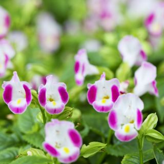 Torenia