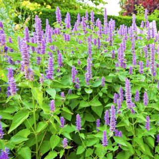 Agastache, Kłosowiec meksykański