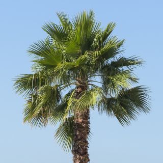 Waszyngtonia nitkowata