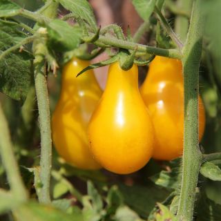 Pomidor Yellow Pearshaped - wysoki żółty