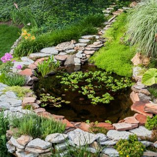 Mieszanka roślin do obsadzania oczek wodnych