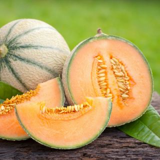 Melon Malaga F1