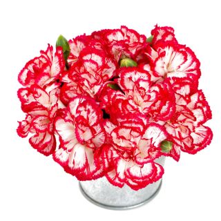 Goździk ogrodowy malinowy - Raspberry ripple