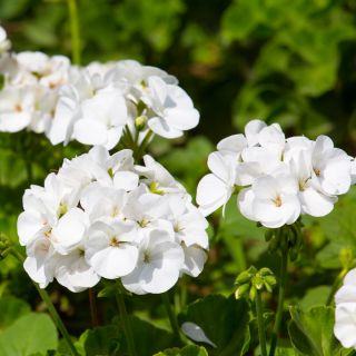 Pelargonia biała