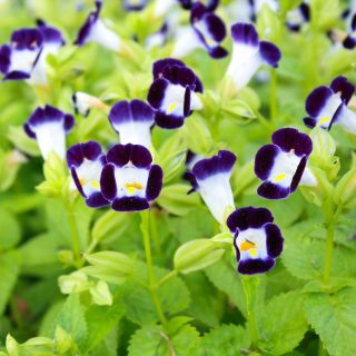 Torenia