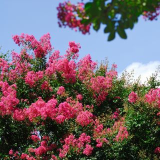 Lagerstroemia