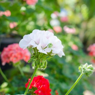Pelargonia biała