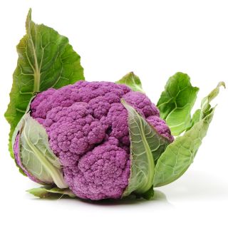 Kalafior Di Sicilia Violetto - o róży fioletowej