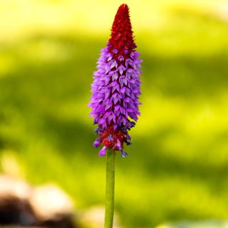 Pierwiosnek storczykowy