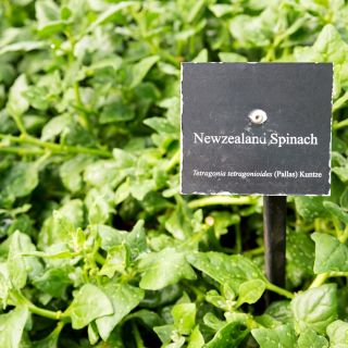 Szpinak nowozelandzki