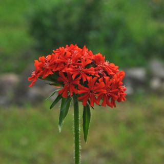 Firletka chalcedońska czerwona