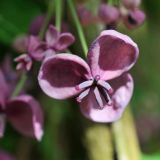 Akebia trójlistkowa