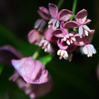 Akebia trójlistkowa