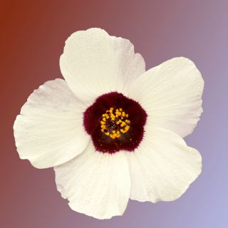 Ketmia południowa