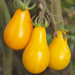Pomidor Yellow Pearshaped - wysoki żółty