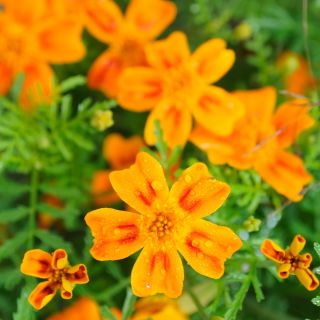 Aksamitka Orange Gem - wąskolistna, pomarańczowa