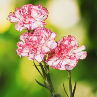 Goździk ogrodowy malinowy - Raspberry ripple