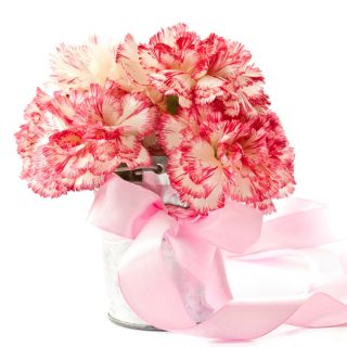 Goździk ogrodowy malinowy - Raspberry ripple