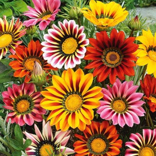 Gazania lśniąca