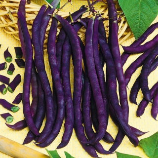 Fasola Purple Teepee - szparagowa, karłowa