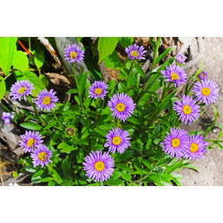 Aster alpejski - mieszanka