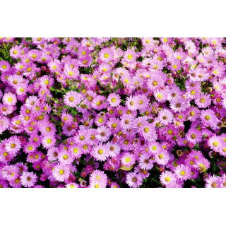 Aster alpejski - mieszanka