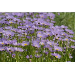 Aster alpejski - mieszanka