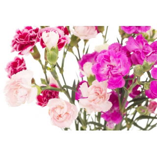 Goździk ogrodowy mieszanka