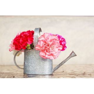 Goździk ogrodowy mieszanka