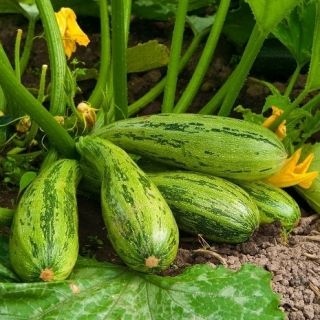Cukinia Nimba