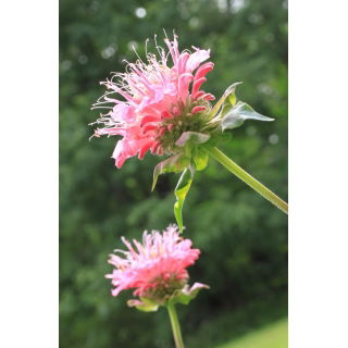 Monarda, pysznogłówka dwoista - mieszanka