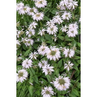 Monarda, pysznogłówka dwoista - mieszanka