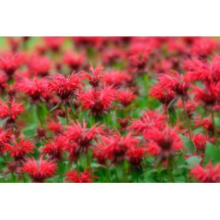 Monarda, pysznogłówka dwoista - mieszanka
