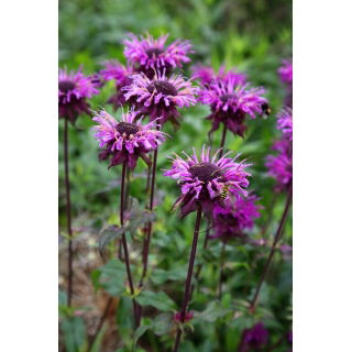 Monarda, pysznogłówka dwoista - mieszanka