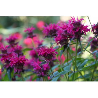 Monarda, pysznogłówka dwoista - mieszanka