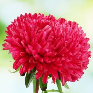 Aster karłowy Milady Scarlet