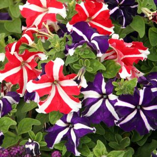 Petunia o kwiatach dwubarwnych - mieszanka Star F2