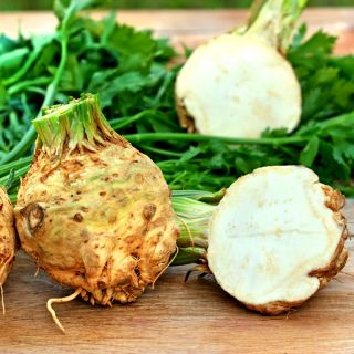 Seler korzeniowy Prager Reuzen