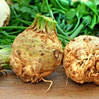 Seler korzeniowy Prager Reuzen