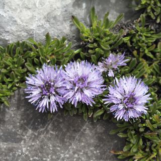 Jasieniec