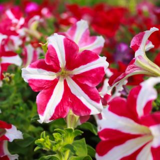 Petunia o kwiatach dwubarwnych - mieszanka Star F2