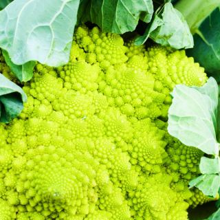 Kalafior Romanesco Natalino - o róży zielonej